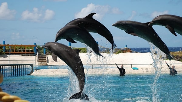 Manavgat Dolphins Show