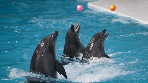 Manavgat Dolphins Show