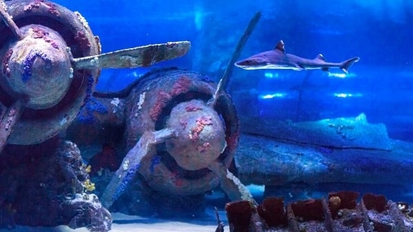 Antalya Aquarium Tour from Manavgat