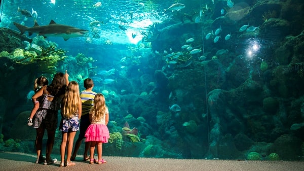 Antalya Aquarium Tour from Manavgat